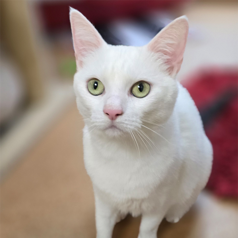 elli1-profilbild-20250715