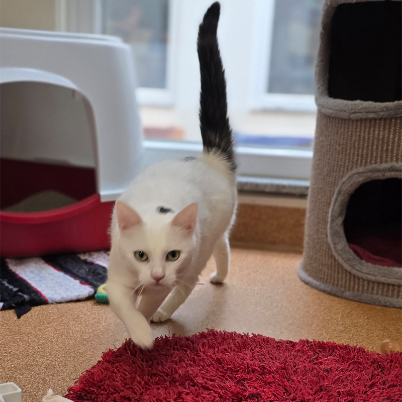 elli2-profilbild-20250715