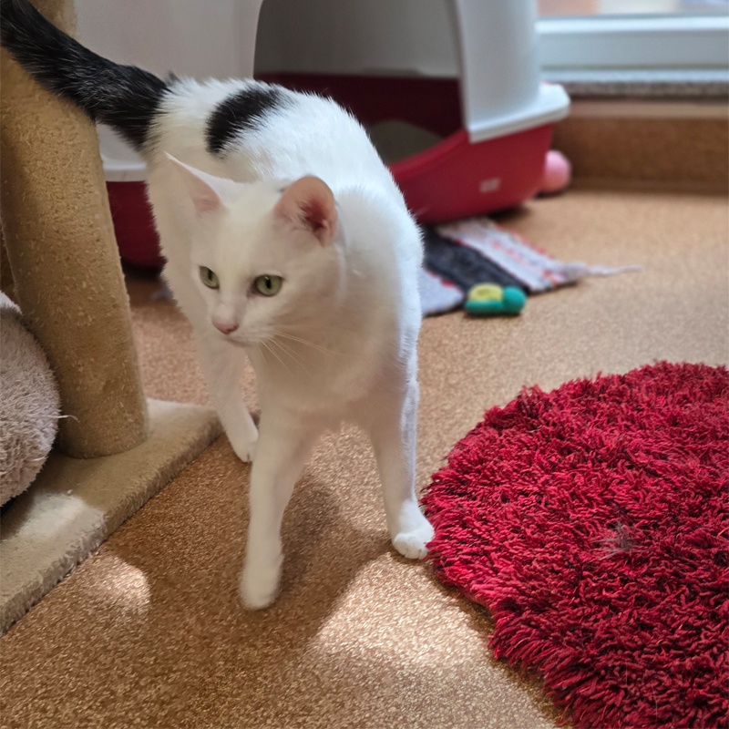 elli3-profilbild-20250715