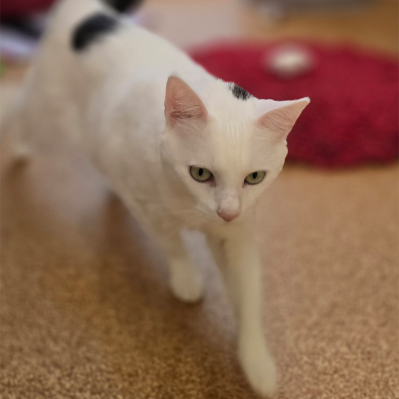 elli4-profilbild-20250715