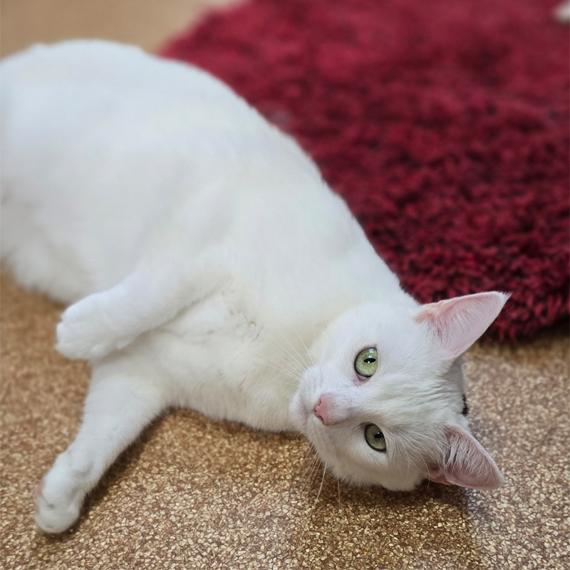 elli5-profilbild-20250715