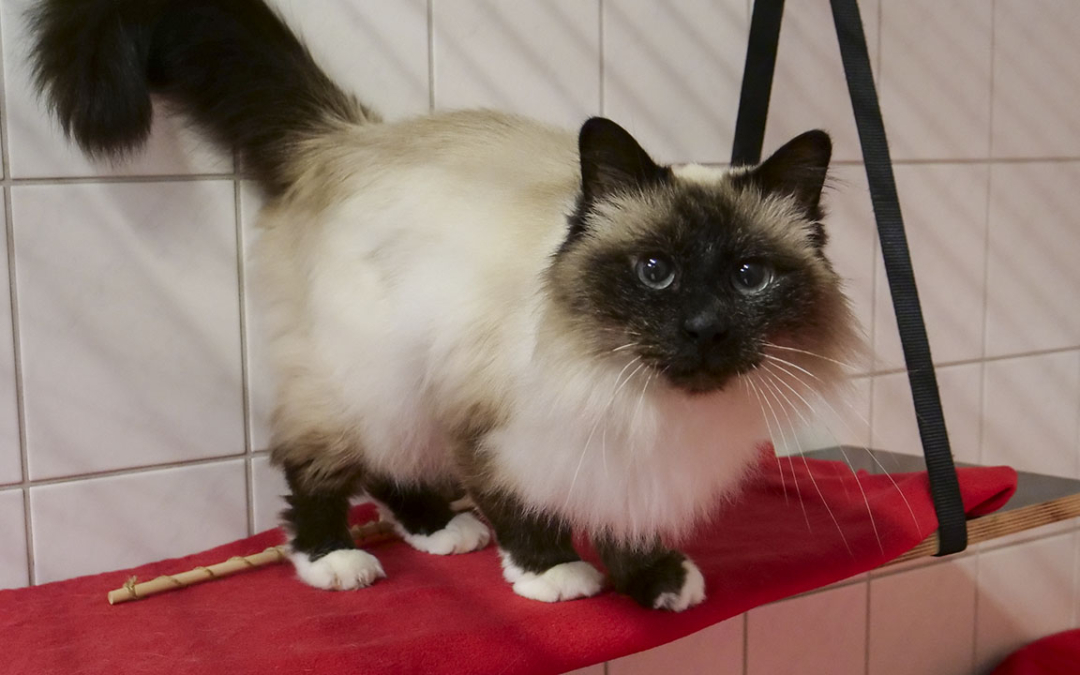 Floppy | Tier des Monats Januar 2021