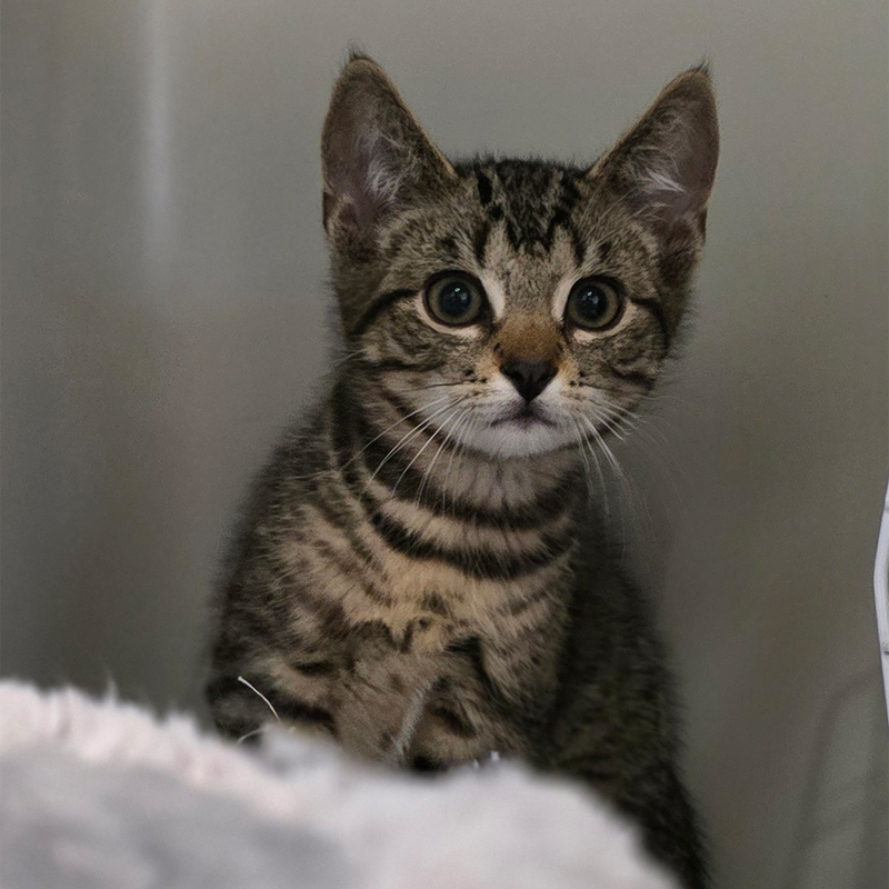 Tierportrait von Geo