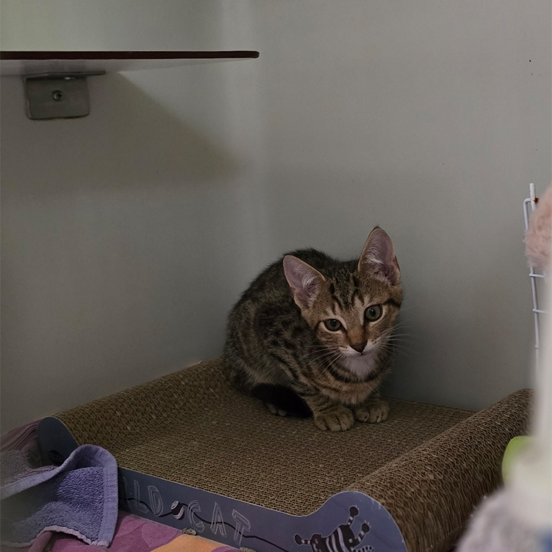 gerko1-profilbild-20250812