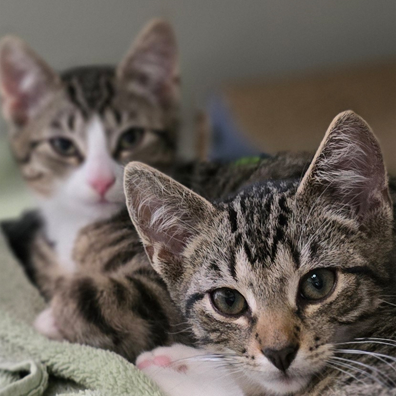 gerko3-profilbild-20250812