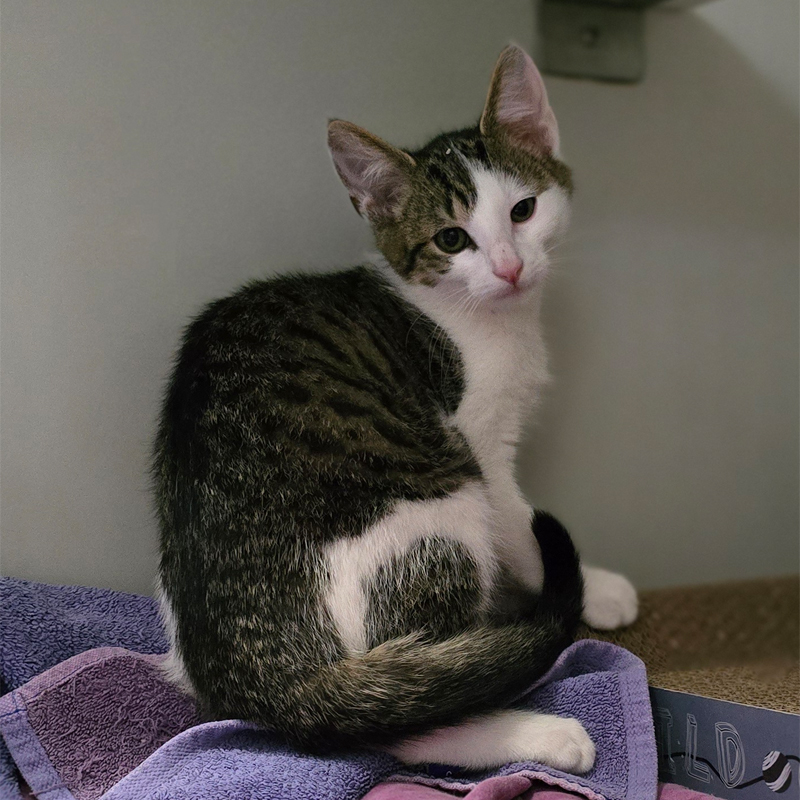 gerold1-profilbild-20250812