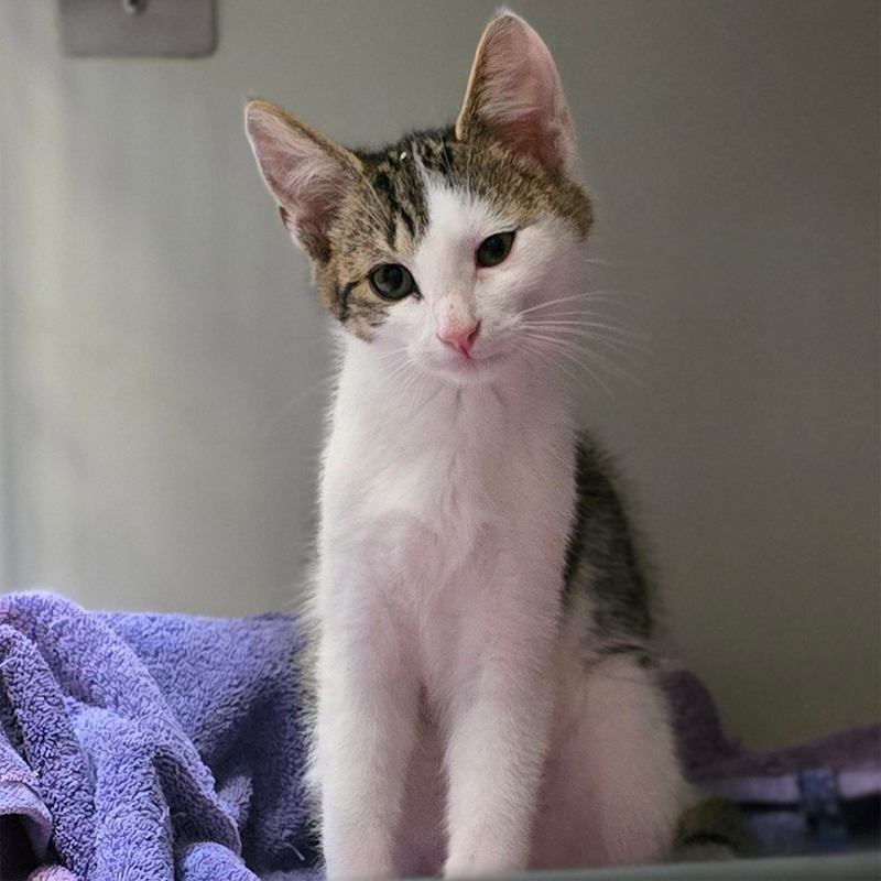 gerold2-profilbild-20250812