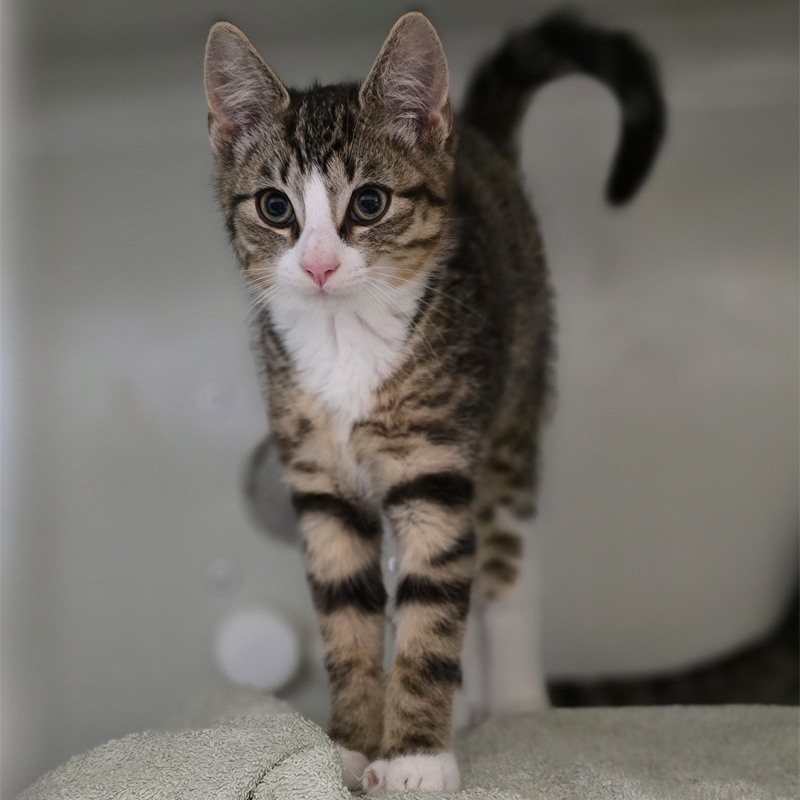 gervin-titelbild-20250812