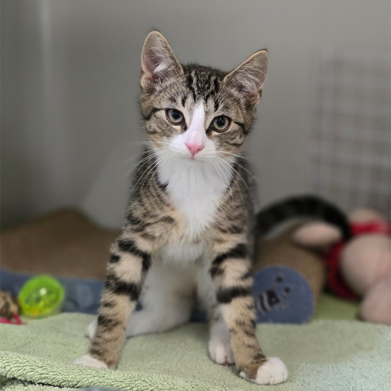 gervin1-profilbild-20250812