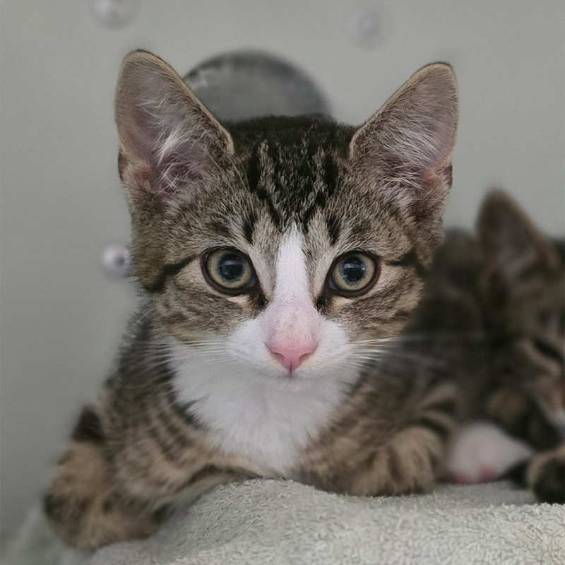 gervin2-profilbild-20250812