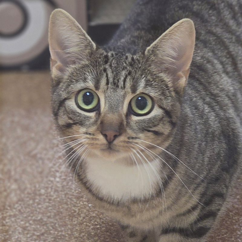 Tierportrait von Jola