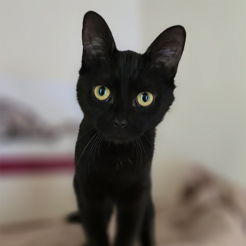 Tierportrait von Lilani