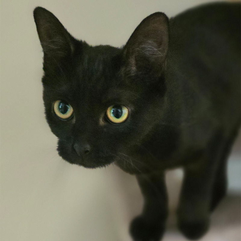 lilani-titelbild-20250715