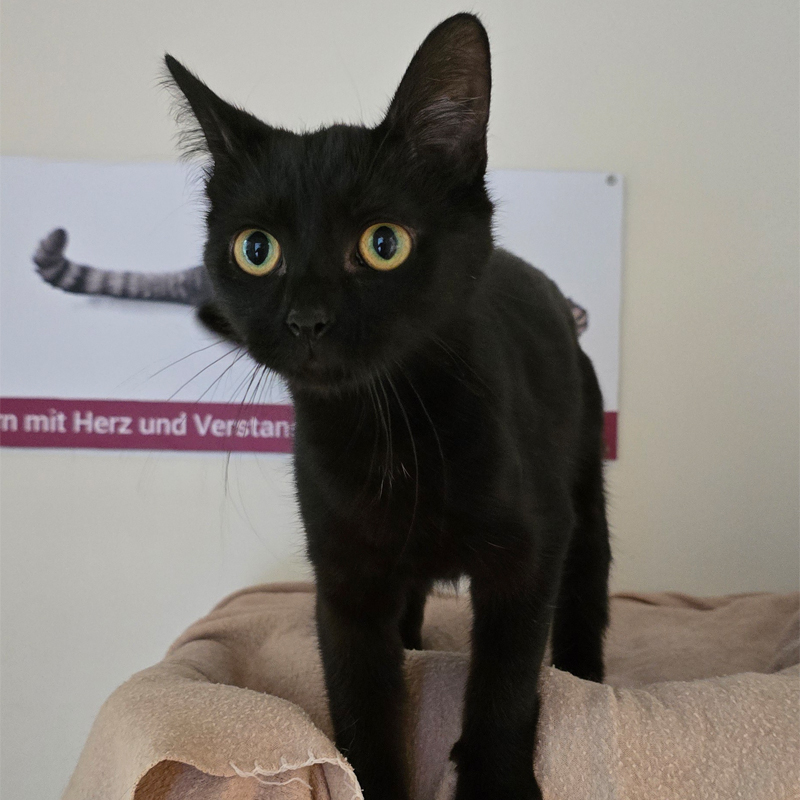 lilani1-profibild-20250715