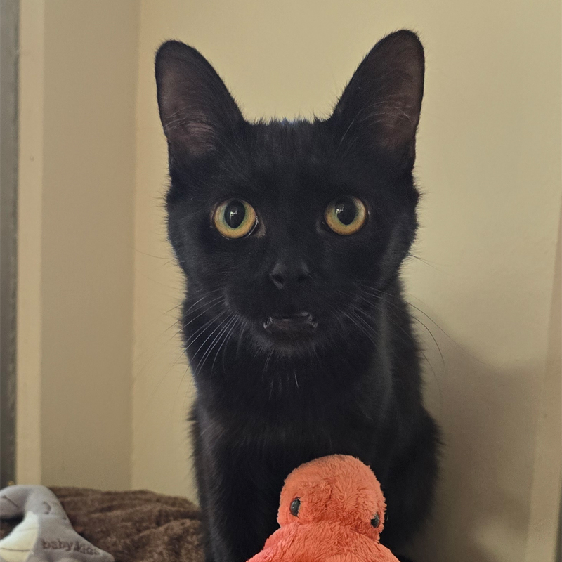 lilani2-profibild-20250715