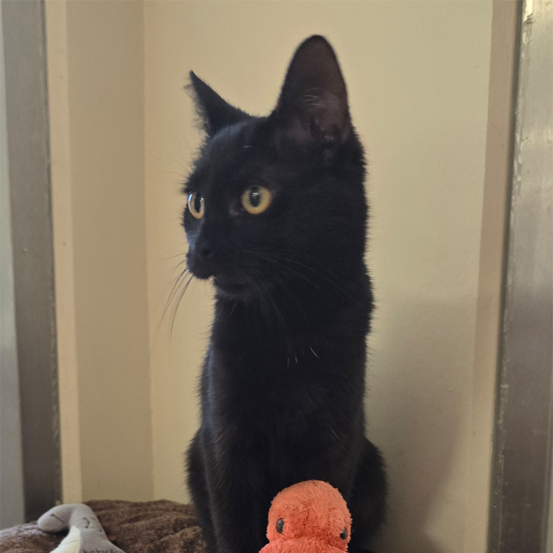 lilani4-profibild-20250715