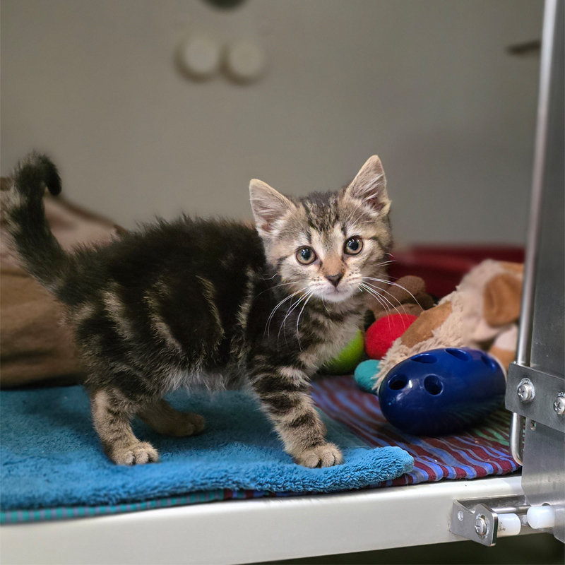 lissy1-profilbild-20250715