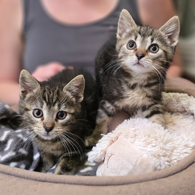 lukelissy2-profilbild-20250715