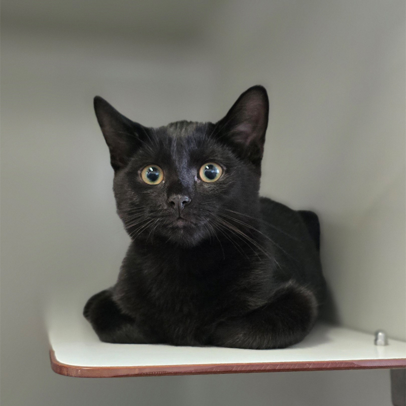 Tierportrait von Milano