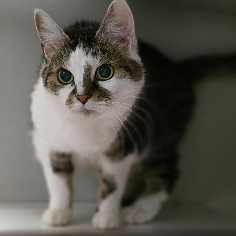 Tierportrait von Molly