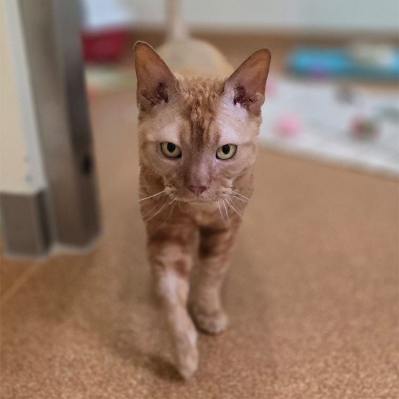 pablo1-profilbild-20250715