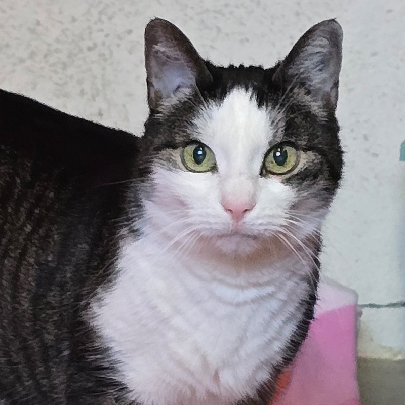 Tierportrait von Paula