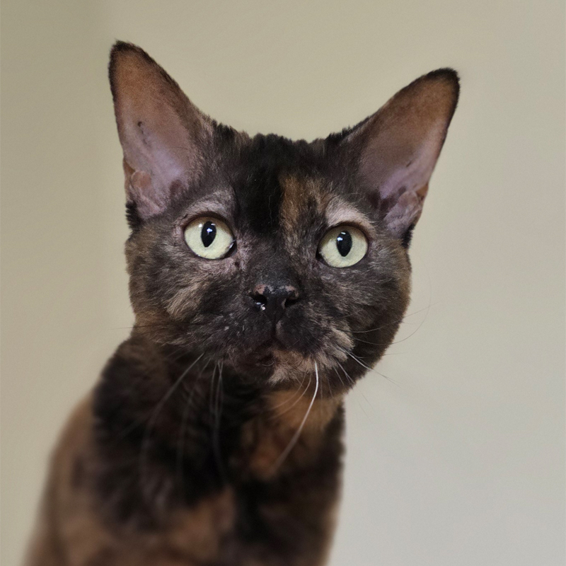 Tierportrait von Penny