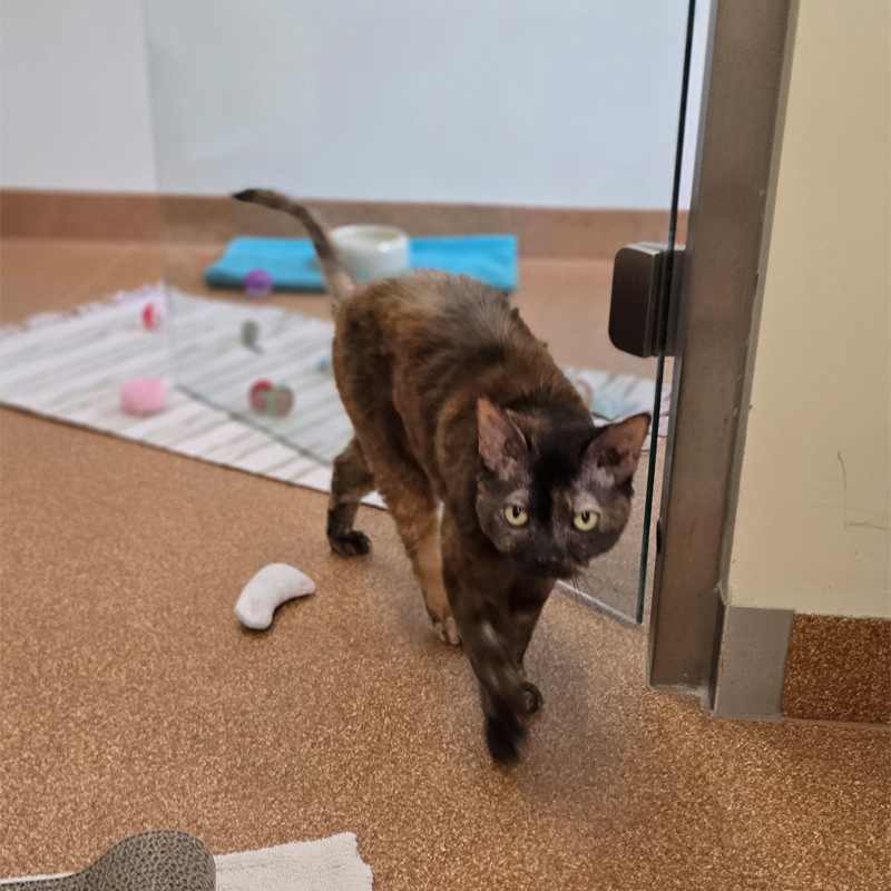 penny1-profilbild-20250715