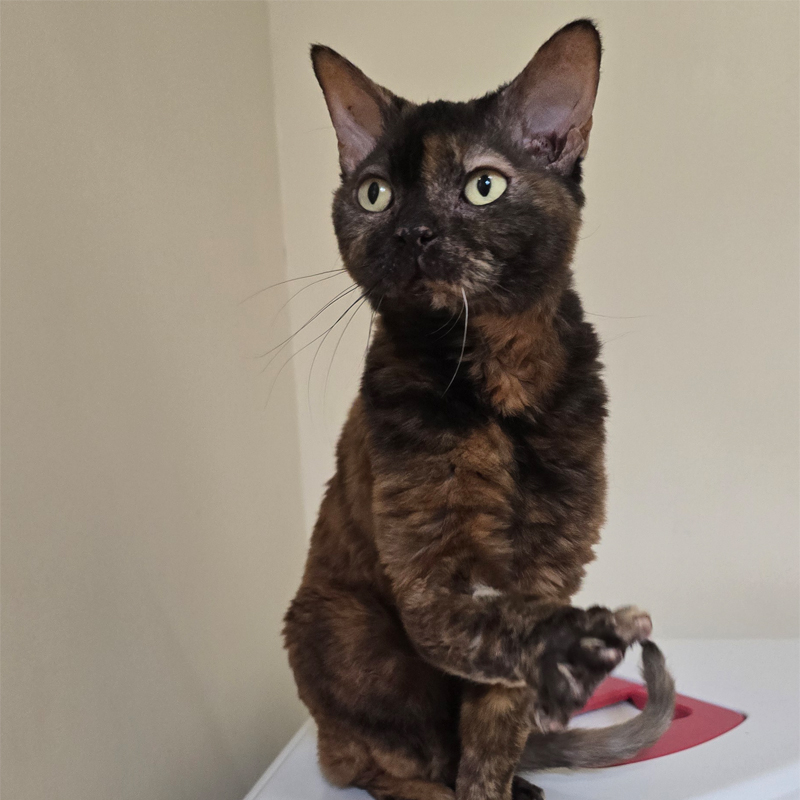 penny2-profilbild-20250715