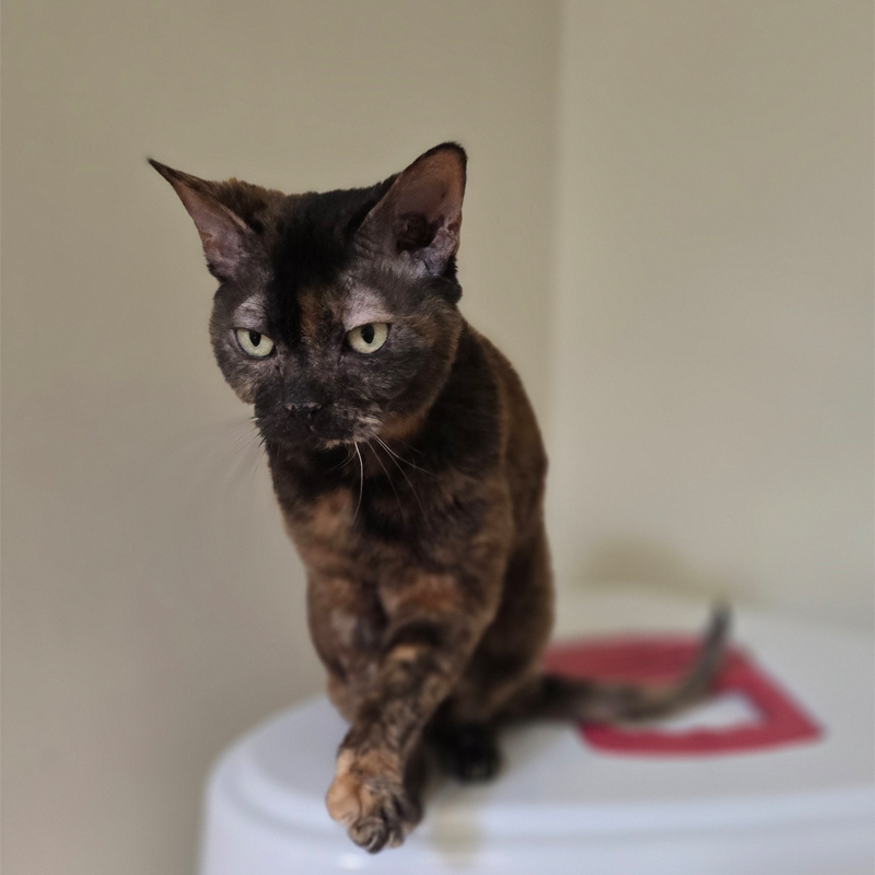 penny3-profilbild-20250715