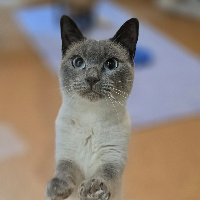 Tierportrait von Pepou