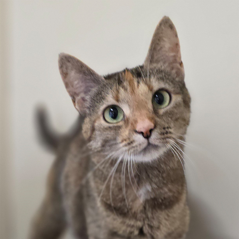 Tierportrait von Pesteh