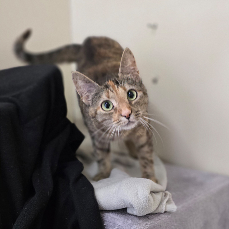 pesteh1-profilbild-20250723