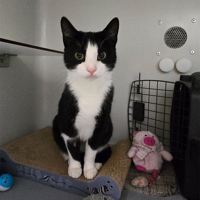 puffy2-profilbild-20250806