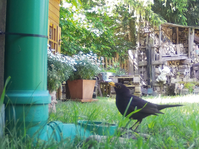 Pilotprojekt Wildtiertränke – mit Bauanleitungen