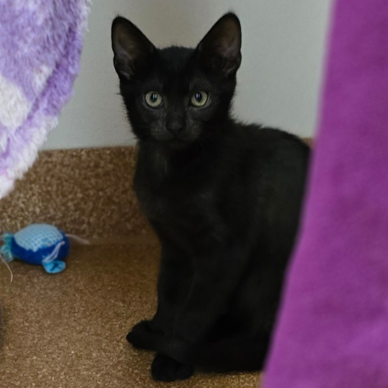 Tierportrait von Selina