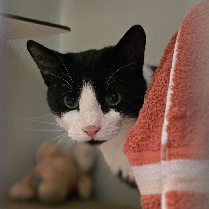 skyo-titelbild-20250806