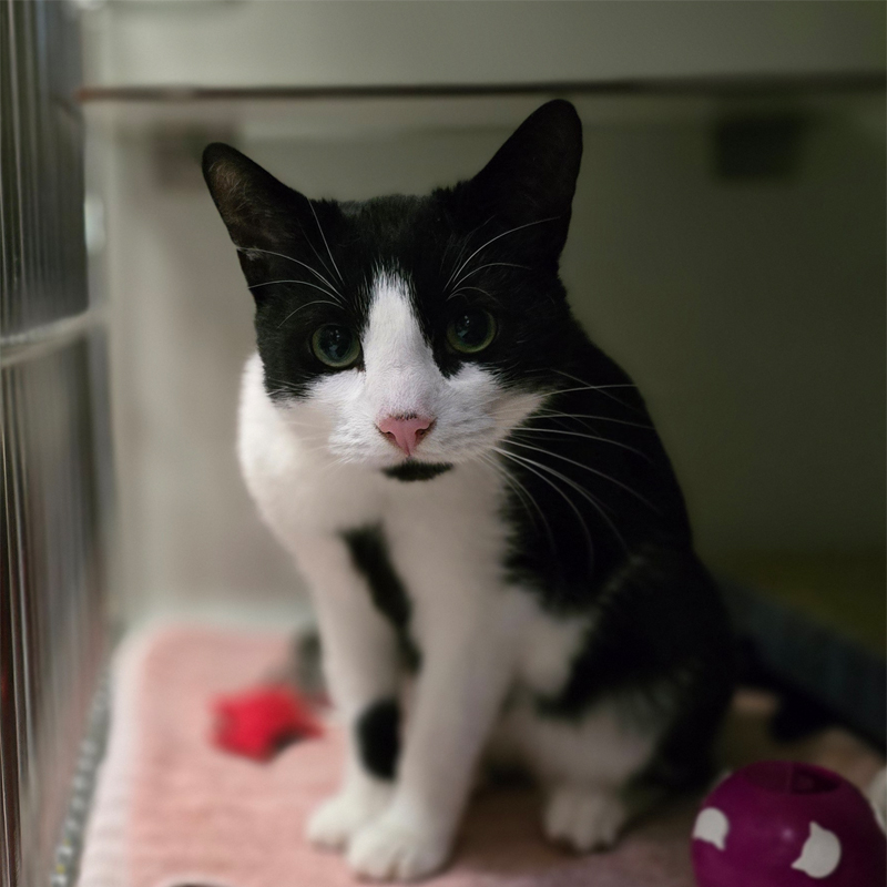 skyo1-profilbild-20250801