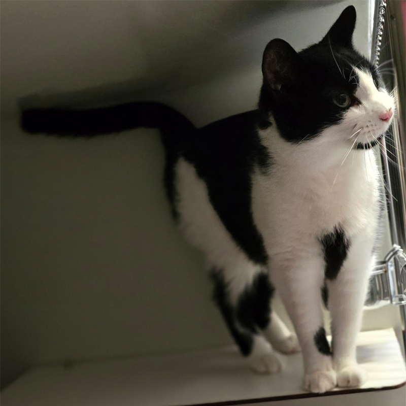 skyo2-profilbild-20250801