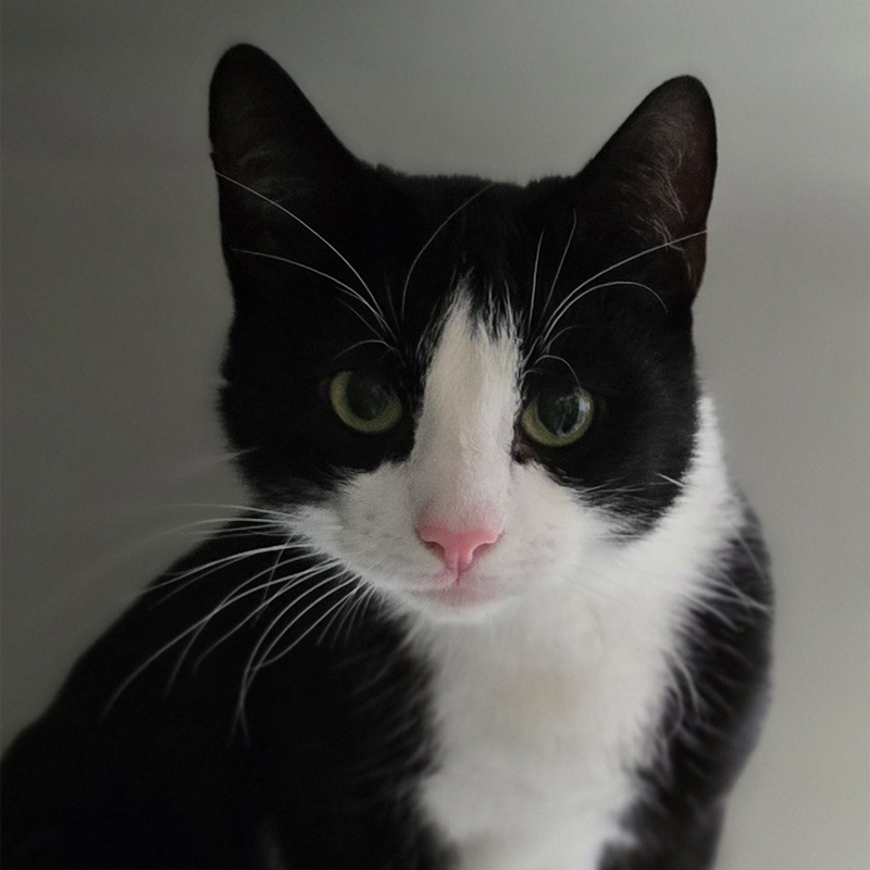 Tierportrait von Soro