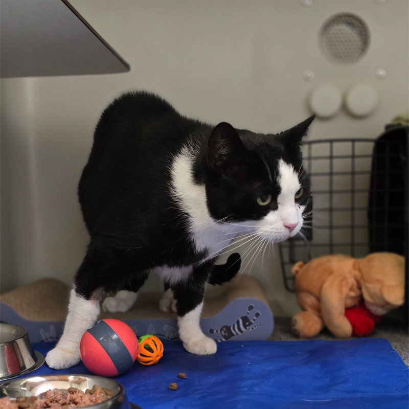 soro1-profilbild-20250806