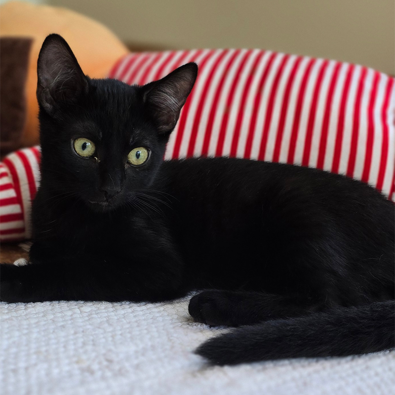 Tierportrait von Tajo