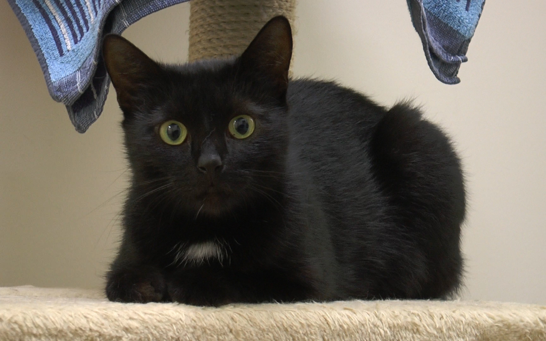 TierheimTV-Vermittlung | September 2018