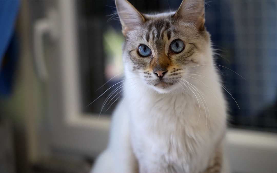 TierheimTV-Vermittlung | Oktober 2024