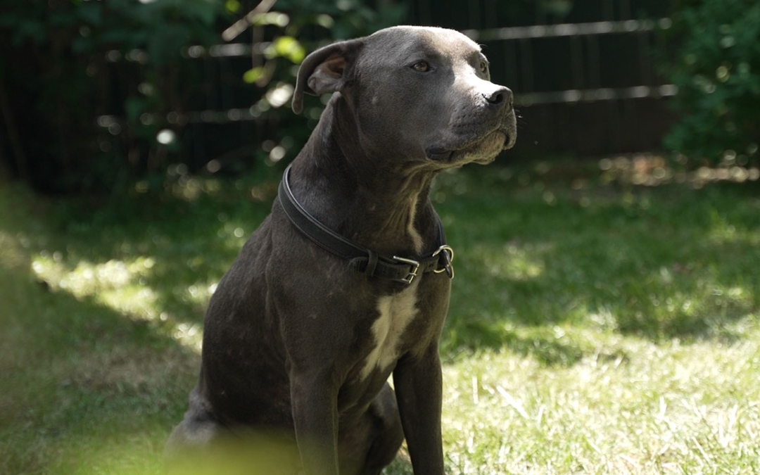 TierheimTV-Vermittlung | Mai 2024