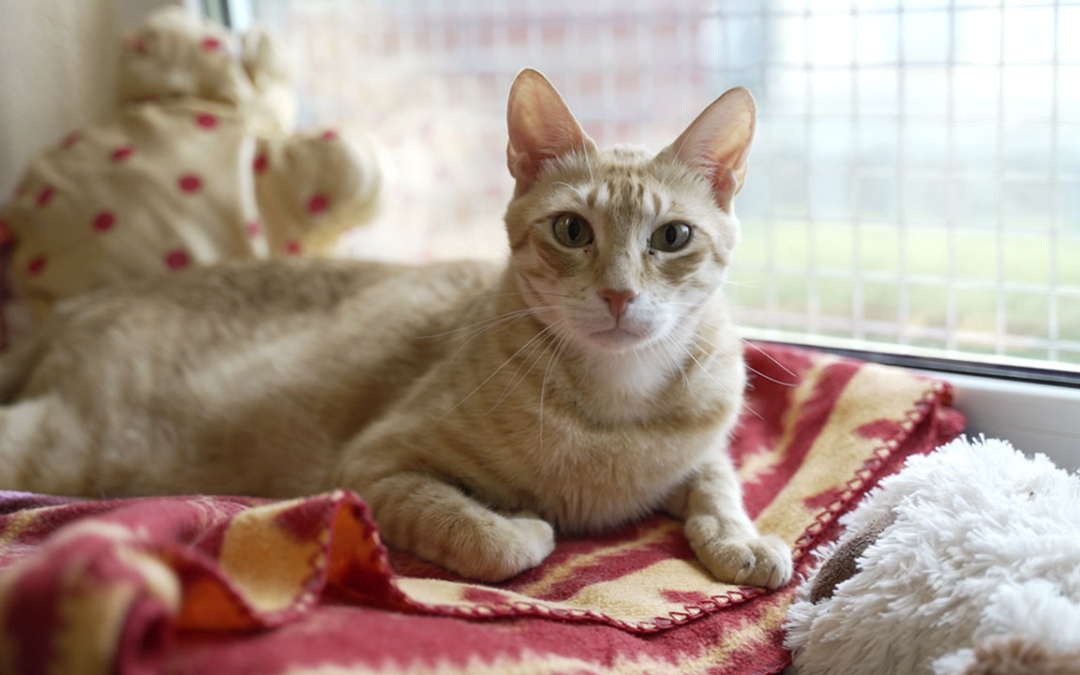 TierheimTV-Vermittlung | Juni 2024