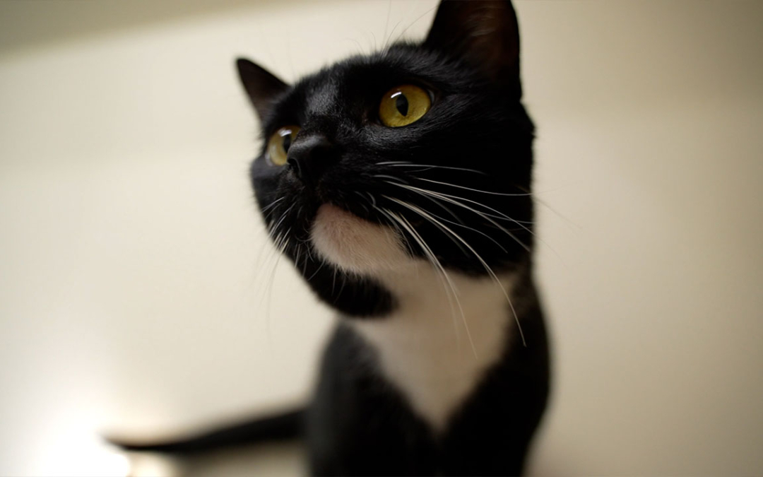 TierheimTV-Vermittlung | Februar 2024