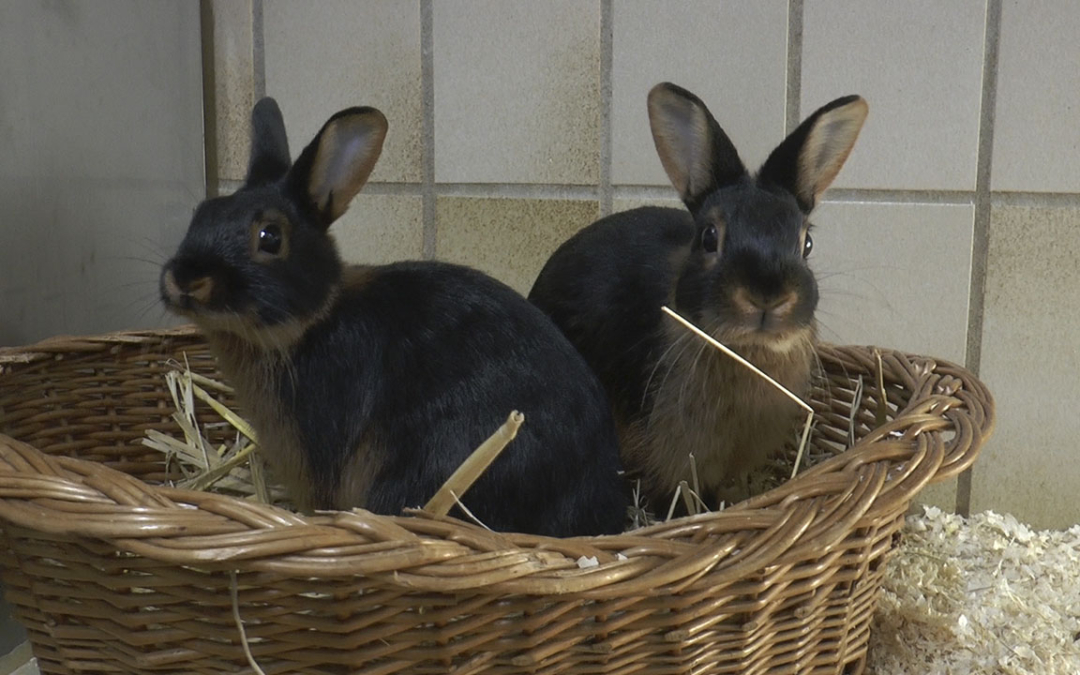 TierheimTV-Vermittlung | Oktober 2018