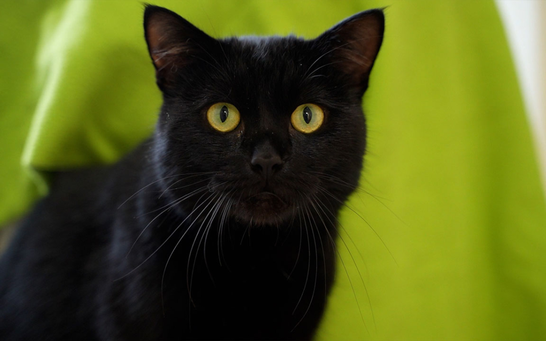 TierheimTV-Vermittlung | Dezember 2024