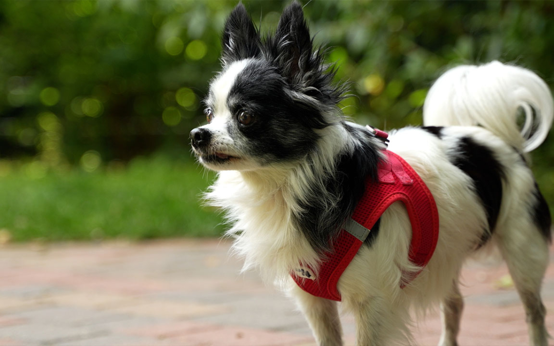 TierheimTV-Vermittlung | Juli 2024